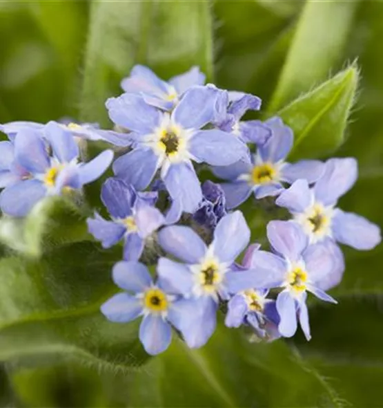 Myosotis sylvatica