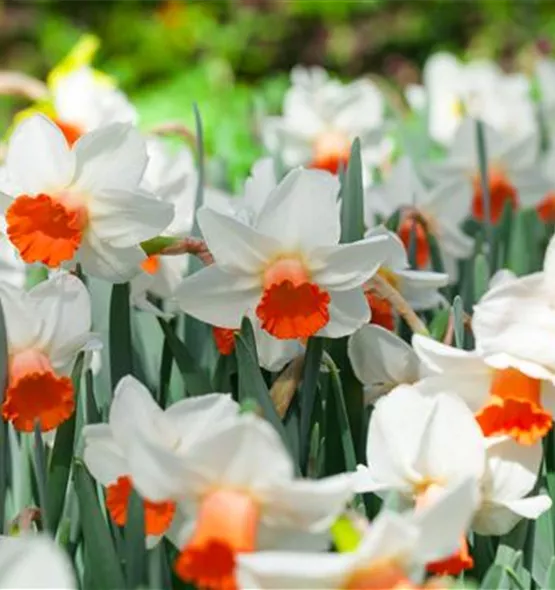 Narcissus cyclamineus