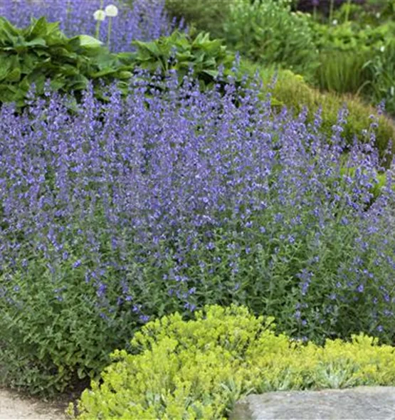 Nepeta x faassenii