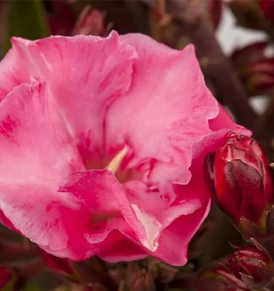 Nerium oleander