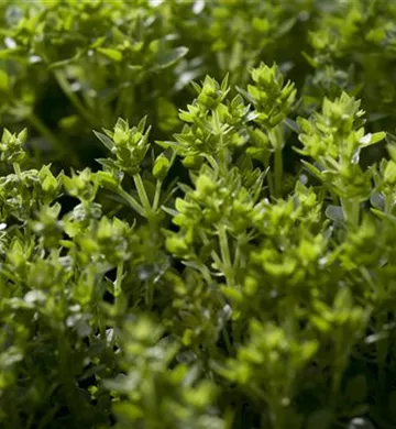 Ocimum basilicum