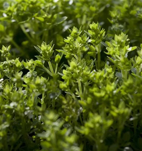 Ocimum basilicum