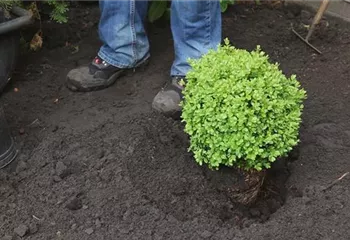 Buchsbaum - Einpflanzen im Garten