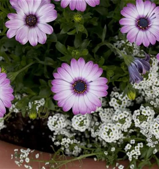 Osteospermum ecklonis