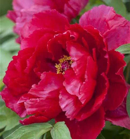 Paeonia lactiflora