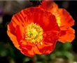 Island-Mohn