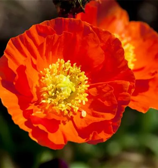 Papaver nudicaule