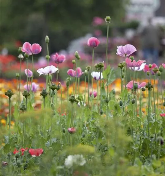 Papaver orientale