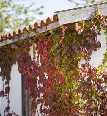 Parthenocissus quinquefolia