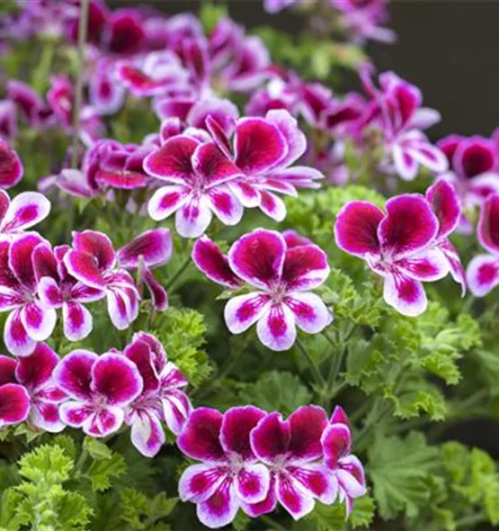 Pelargonium grandiflorum