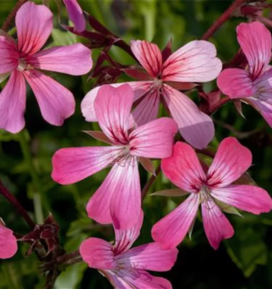 Pelargonium peltatum