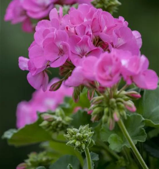 Pelargonium zonale