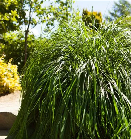 Pennisetum alopecuroides