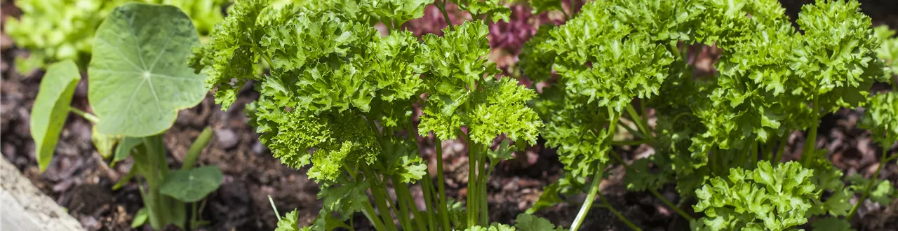 Das DIY-Hochbeet: nützlich, modern und super praktisch