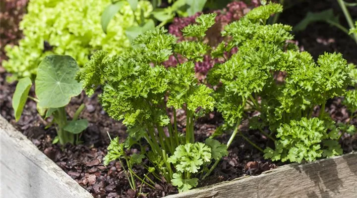 Das DIY-Hochbeet: nützlich, modern und super praktisch