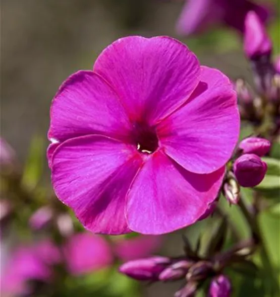 Phlox paniculata