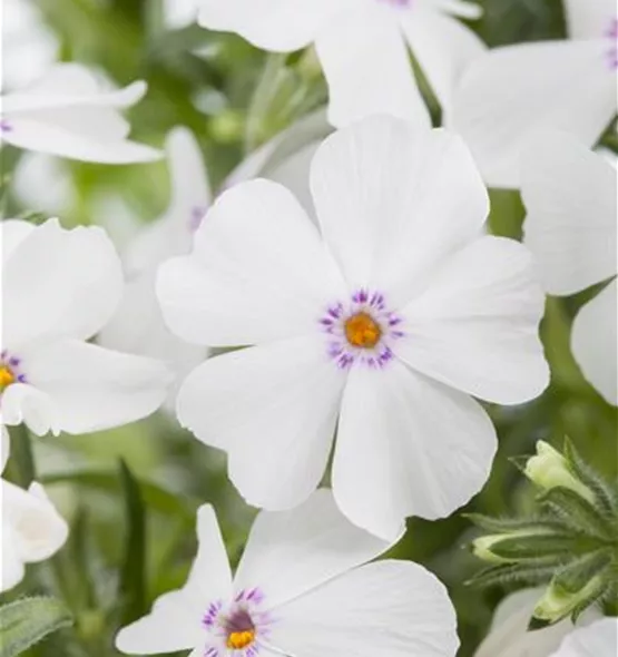 Phlox subulata