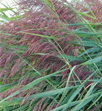 Phragmites australis