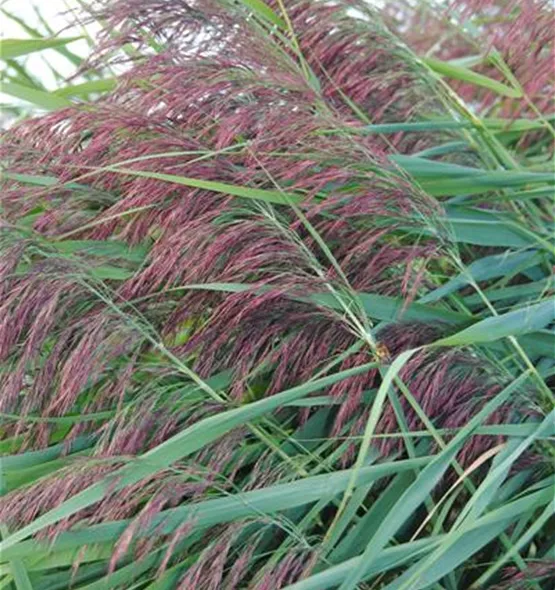 Phragmites australis