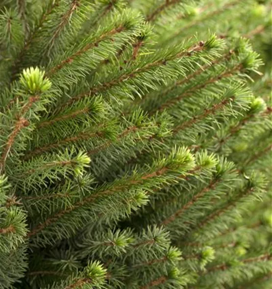 Picea omorika