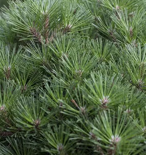 Pinus nigra