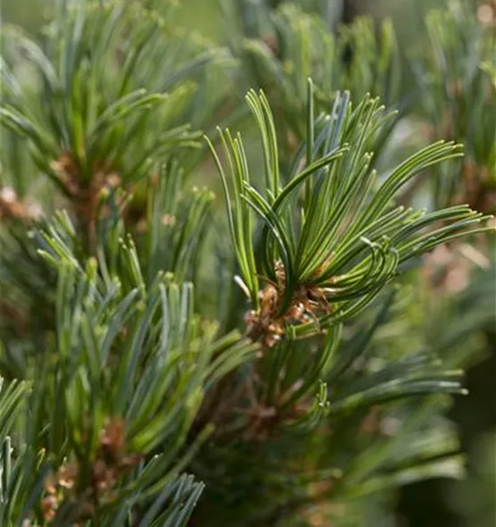 Pinus parviflora