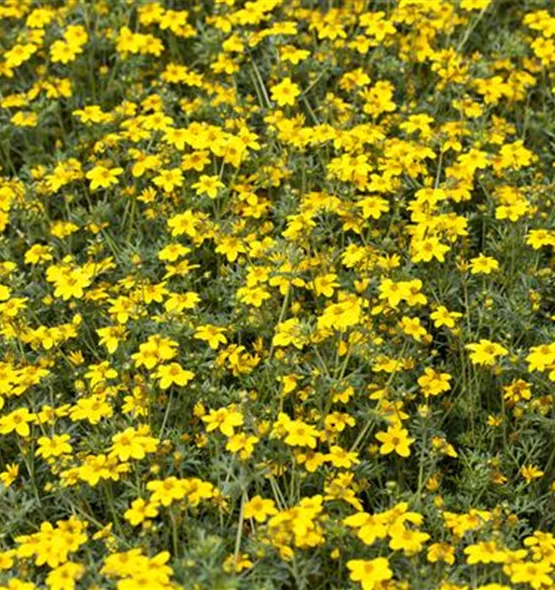 Potentilla fruticosa