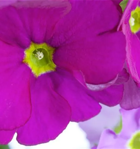 Primula obconica