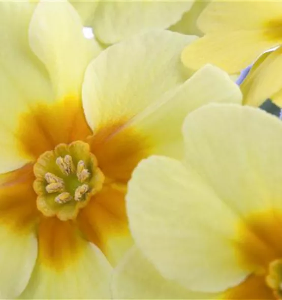 Primula vulgaris