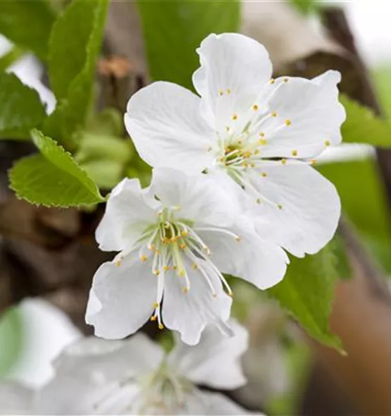 Prunus avium