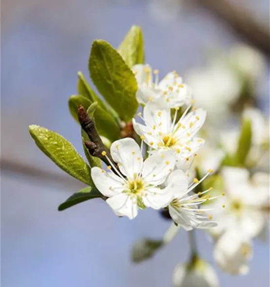 Prunus domestica subsp. syriaca