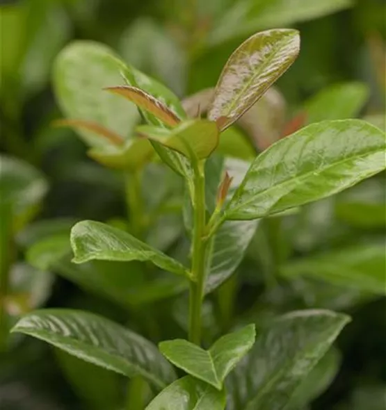 Prunus laurocerasus