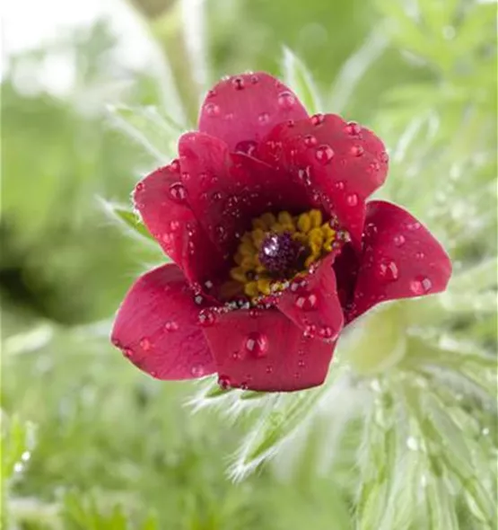 Pulsatilla vulgaris