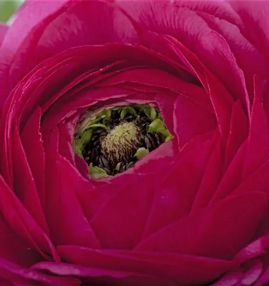 Ranunculus asiaticus