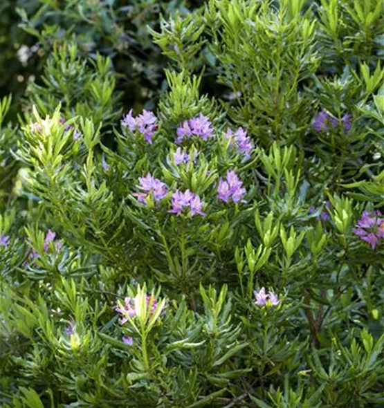 Rhododendron ponticum