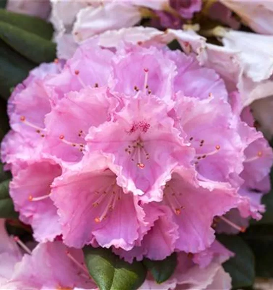 Rhododendron yakushimanum