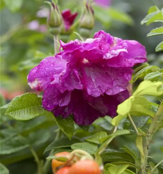 Rosa rugosa