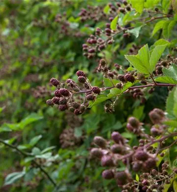 Rubus fruticosus