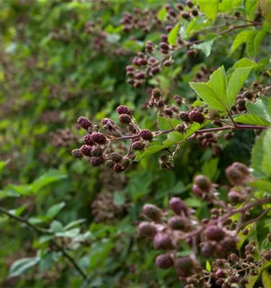 Rubus fruticosus