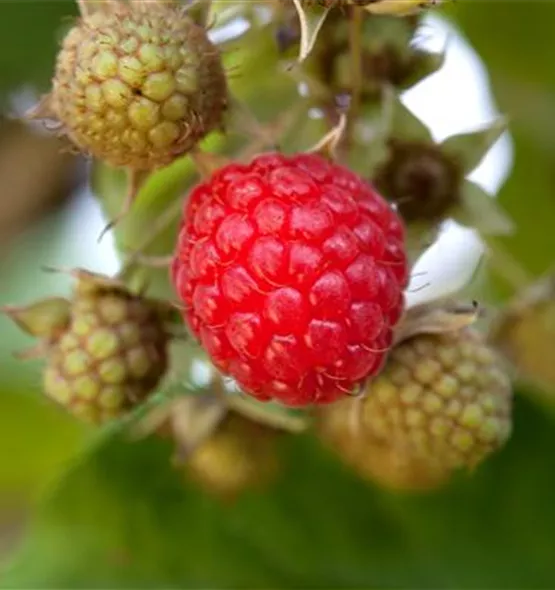 Rubus idaeus