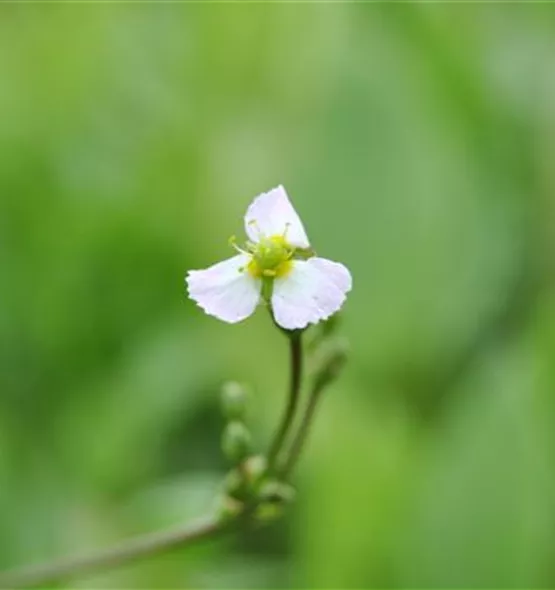 Sagittaria sagittifolia