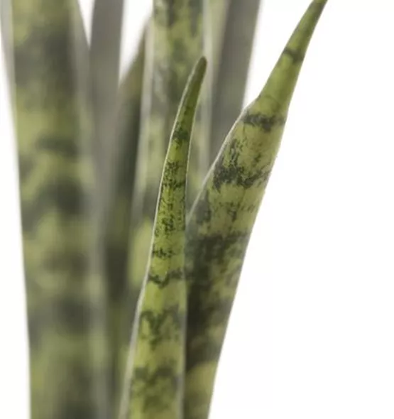 Sansevieria cylindrica