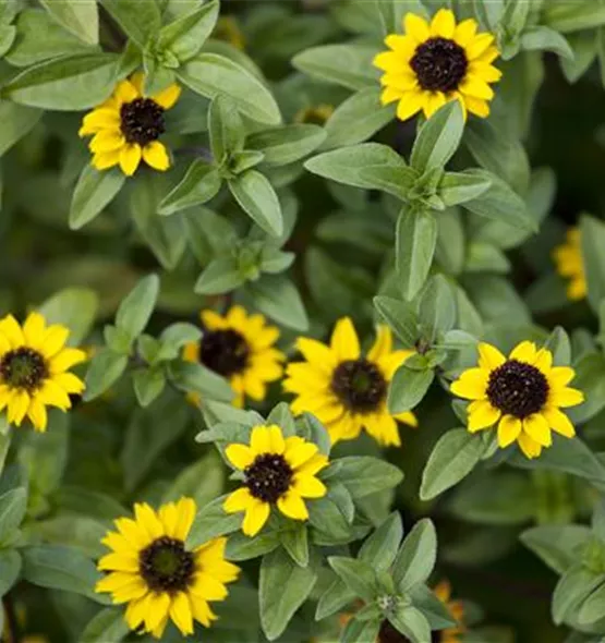 Sanvitalia procumbens