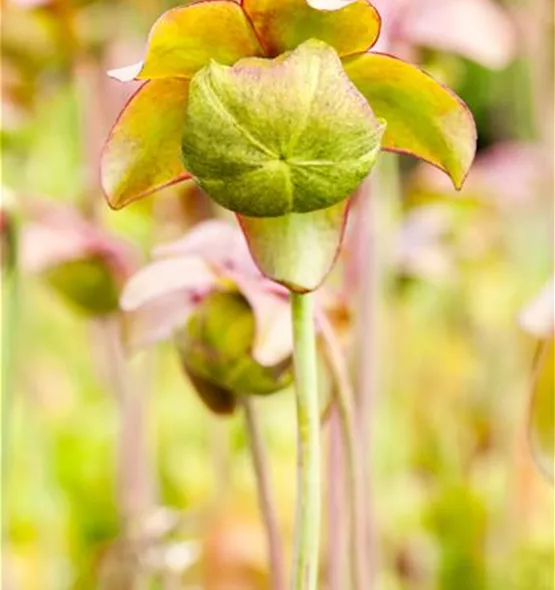 Sarracenia purpurea