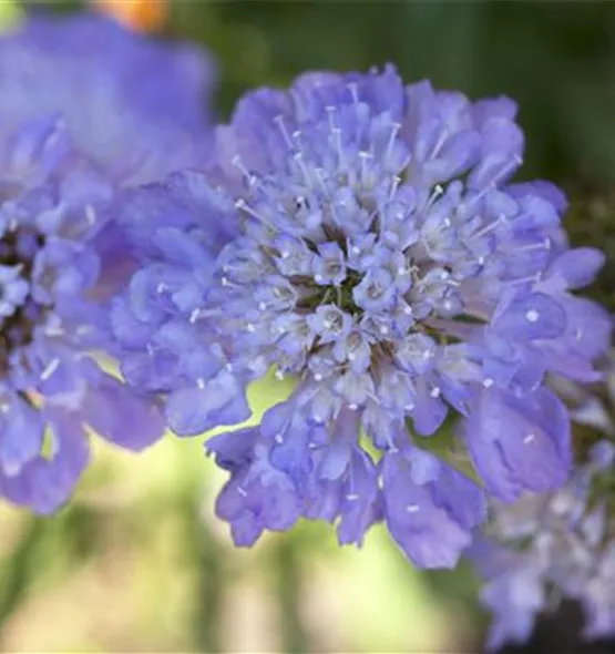 Scabiosa caucasica