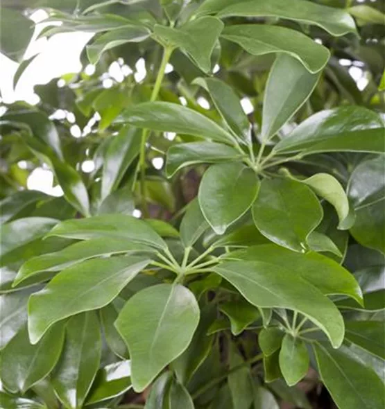 Schefflera arboricola