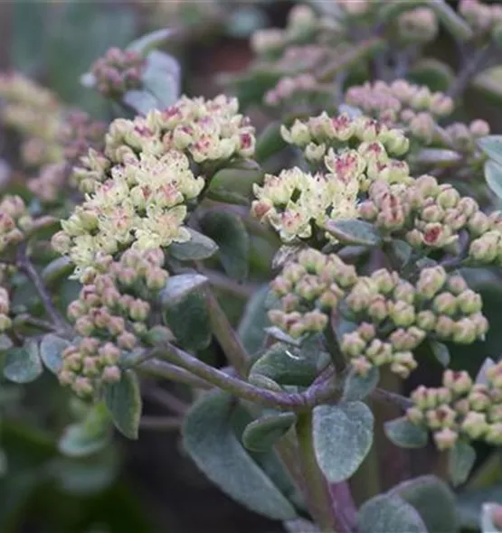 Sedum telephium