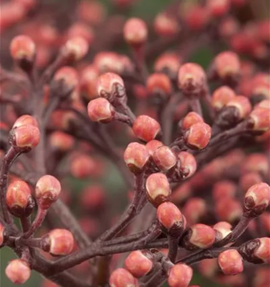 Skimmia japonica