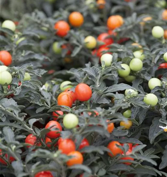 Solanum pseudocapsicum