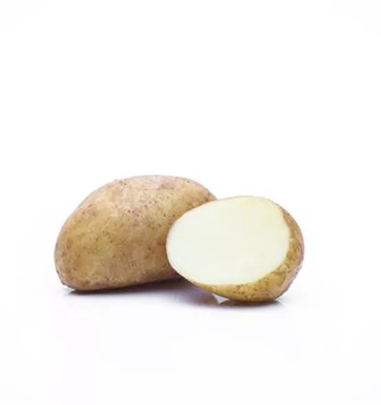 Solanum tuberosum